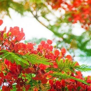 Meet your Posher, Tuong van